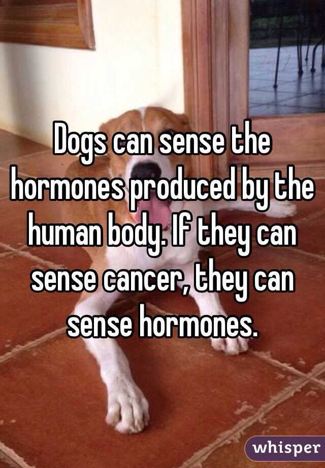 Dogs can sense the hormones produced by the human body. If they can sense cancer, they can sense hormones.