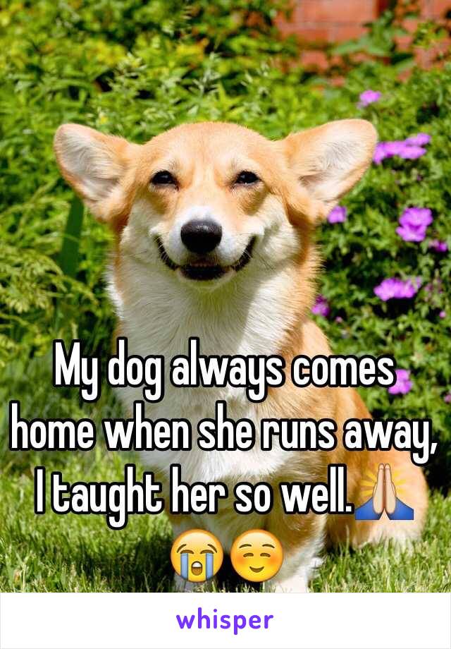 My dog always comes home when she runs away, I taught her so well.🙏😭☺️