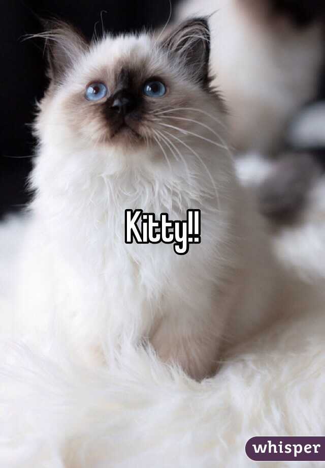 Kitty!!
