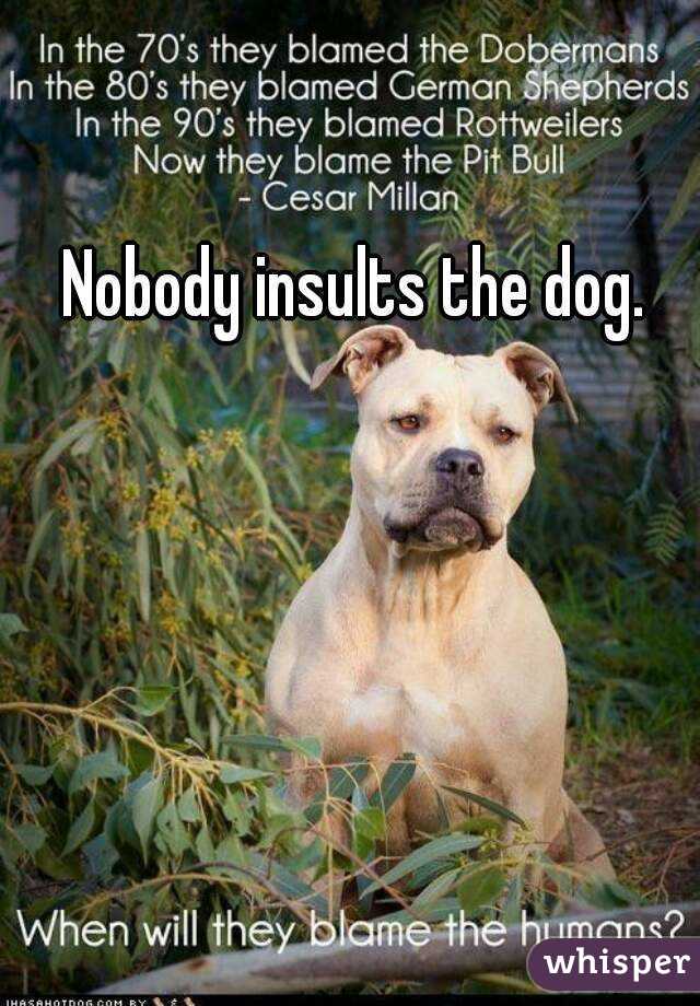 Nobody insults the dog.