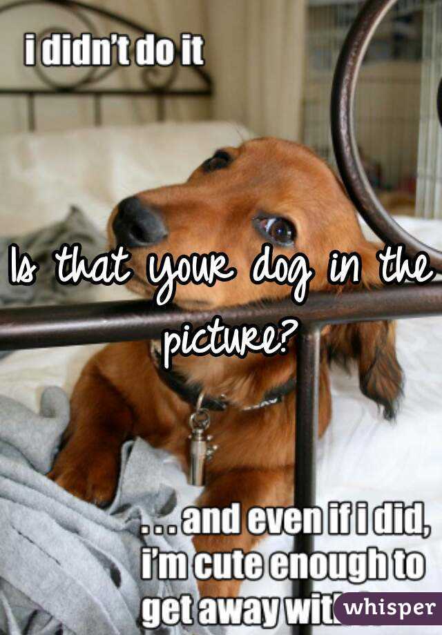 Is that your dog in the picture?