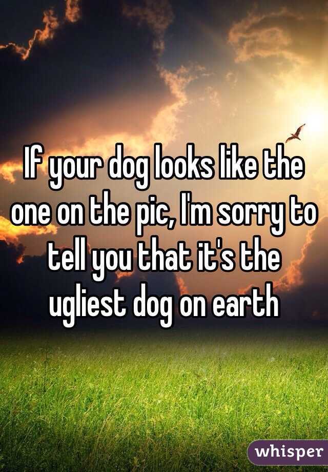 If your dog looks like the one on the pic, I'm sorry to tell you that it's the ugliest dog on earth 