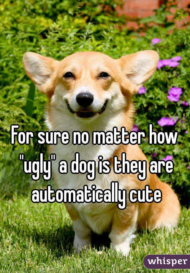 For sure no matter how "ugly" a dog is they are automatically cute