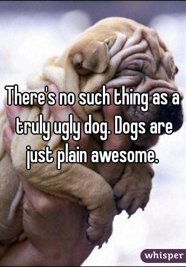 There's no such thing as a truly ugly dog. Dogs are just plain awesome. 