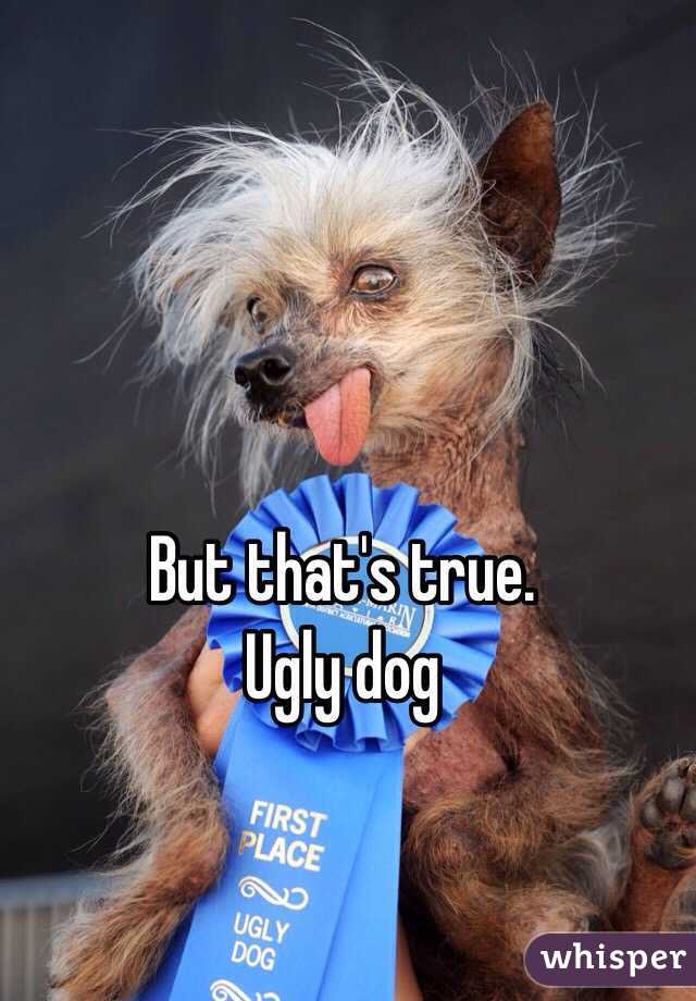 But that's true.
Ugly dog