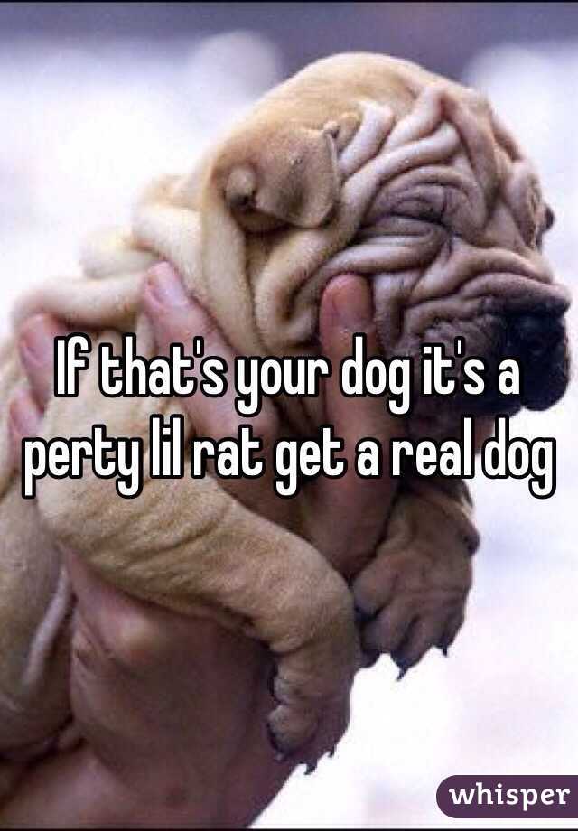 If that's your dog it's a perty lil rat get a real dog 