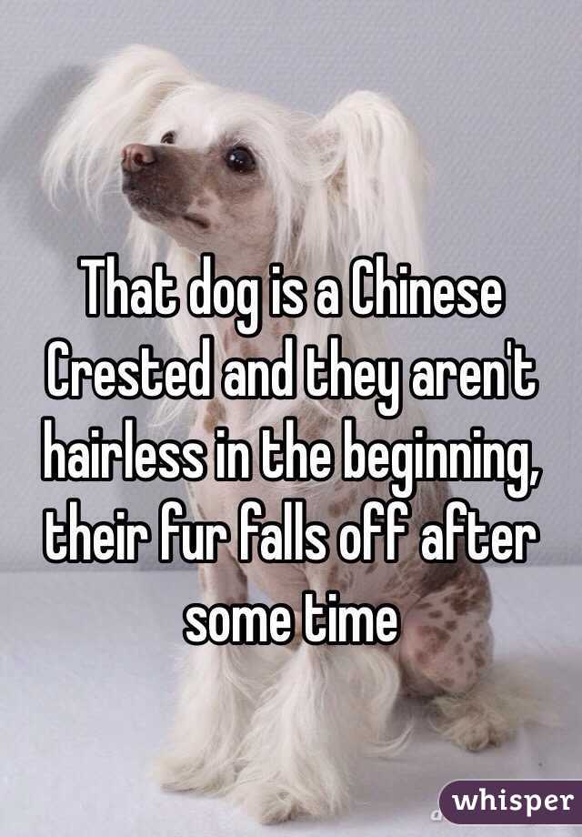 That dog is a Chinese Crested and they aren't hairless in the beginning, their fur falls off after some time 