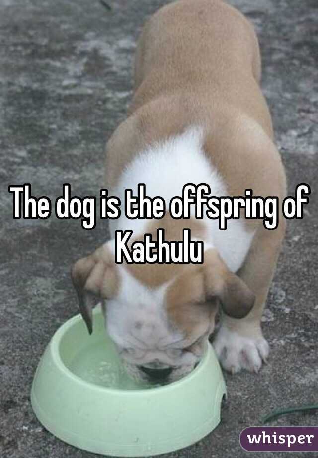 The dog is the offspring of Kathulu 