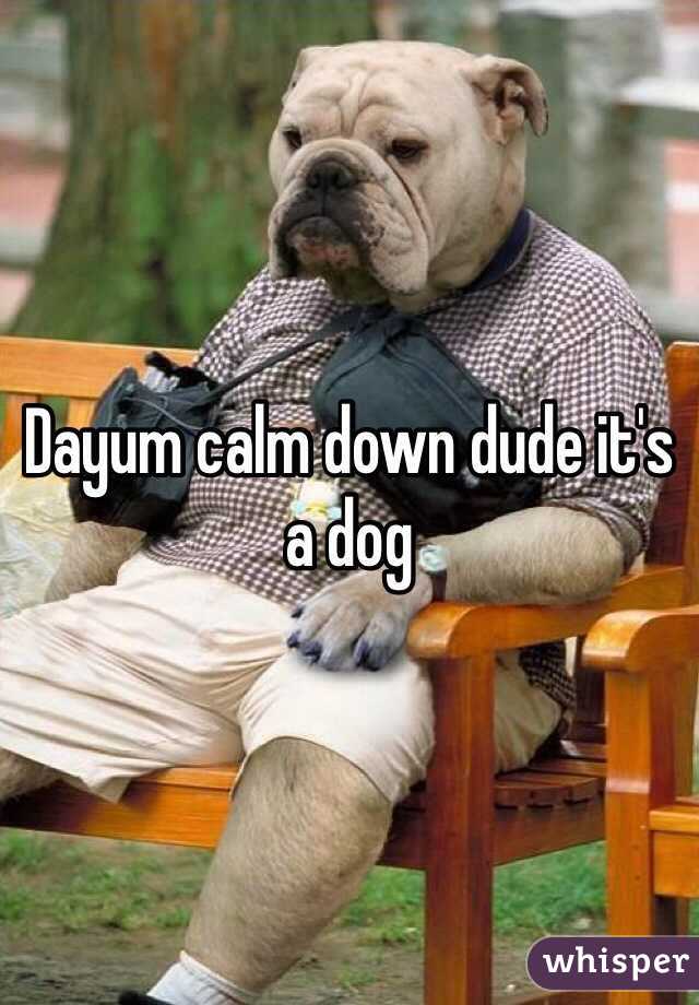 Dayum calm down dude it's a dog 