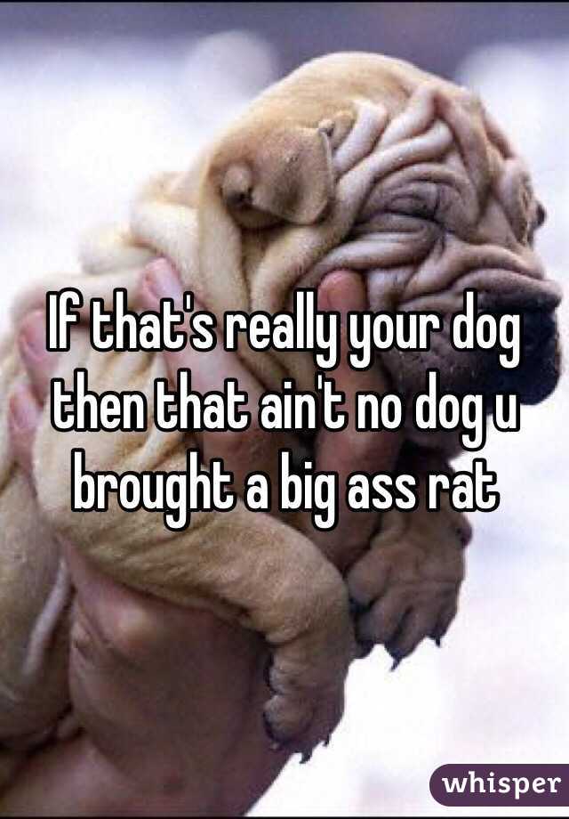 If that's really your dog then that ain't no dog u brought a big ass rat 