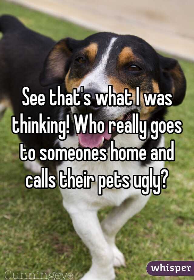 See that's what I was thinking! Who really goes to someones home and calls their pets ugly?