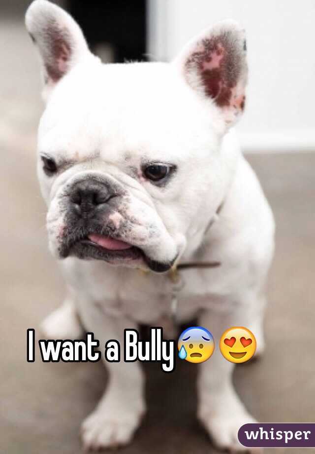 I want a Bully😰😍