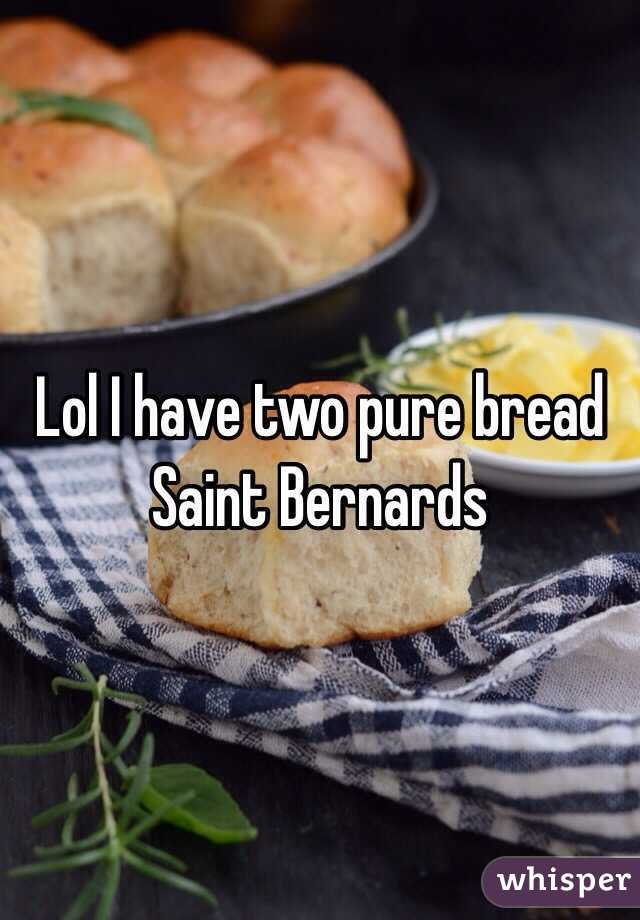 Lol I have two pure bread Saint Bernards 