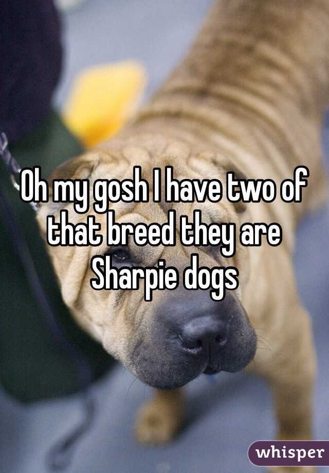 Oh my gosh I have two of that breed they are Sharpie dogs 