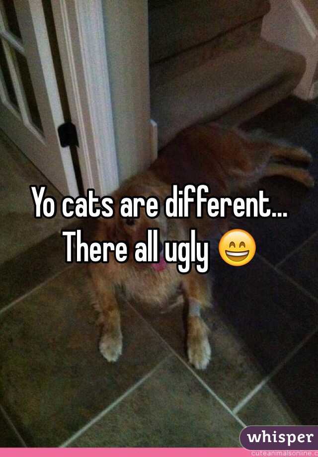 Yo cats are different... There all ugly 😄