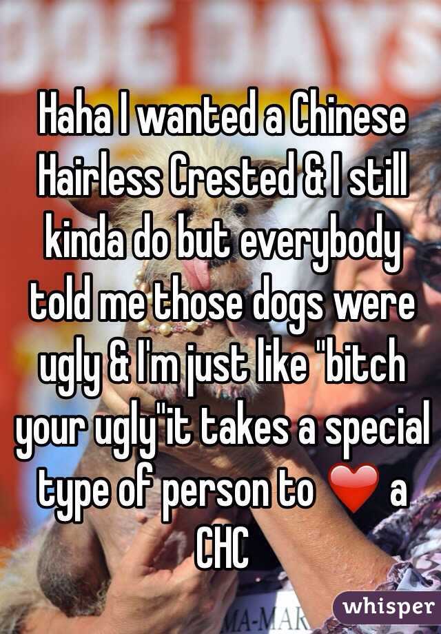 Haha I wanted a Chinese Hairless Crested & I still kinda do but everybody told me those dogs were ugly & I'm just like "bitch your ugly"it takes a special type of person to ❤️ a CHC 