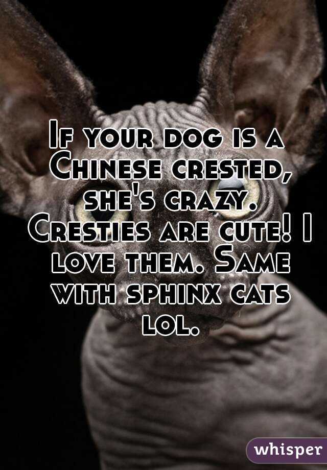 If your dog is a Chinese crested, she's crazy. Cresties are cute! I love them. Same with sphinx cats lol.