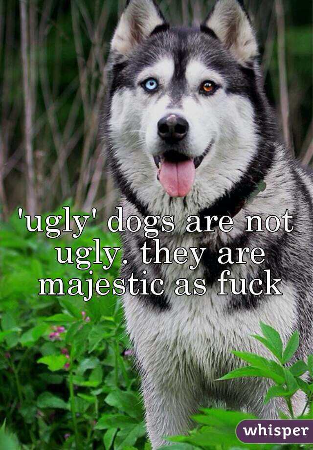 'ugly' dogs are not ugly. they are majestic as fuck