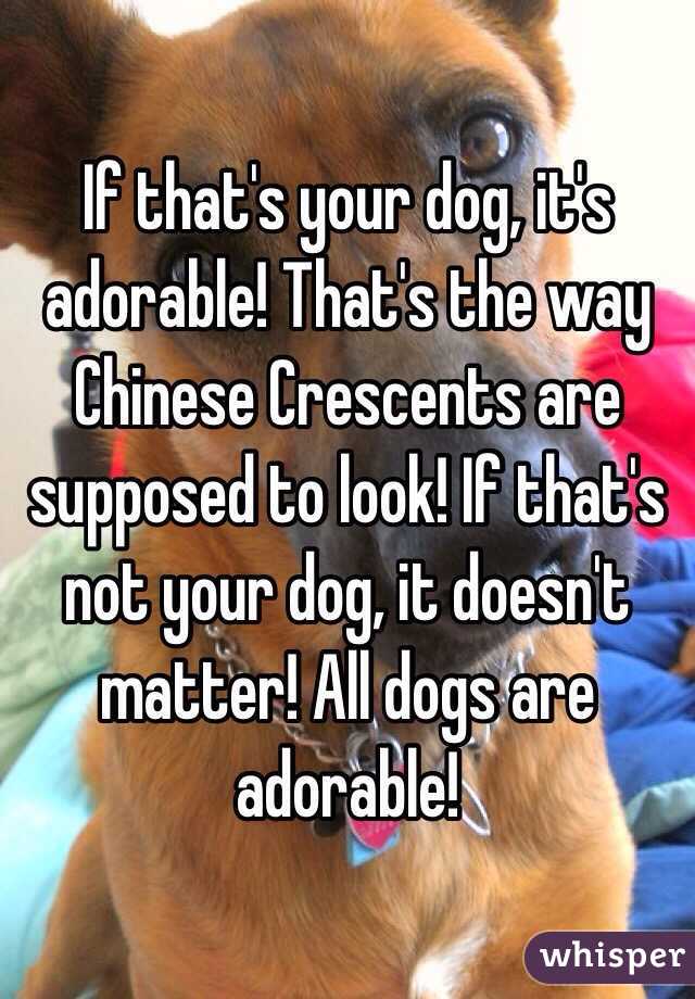 If that's your dog, it's adorable! That's the way Chinese Crescents are supposed to look! If that's not your dog, it doesn't matter! All dogs are adorable! 