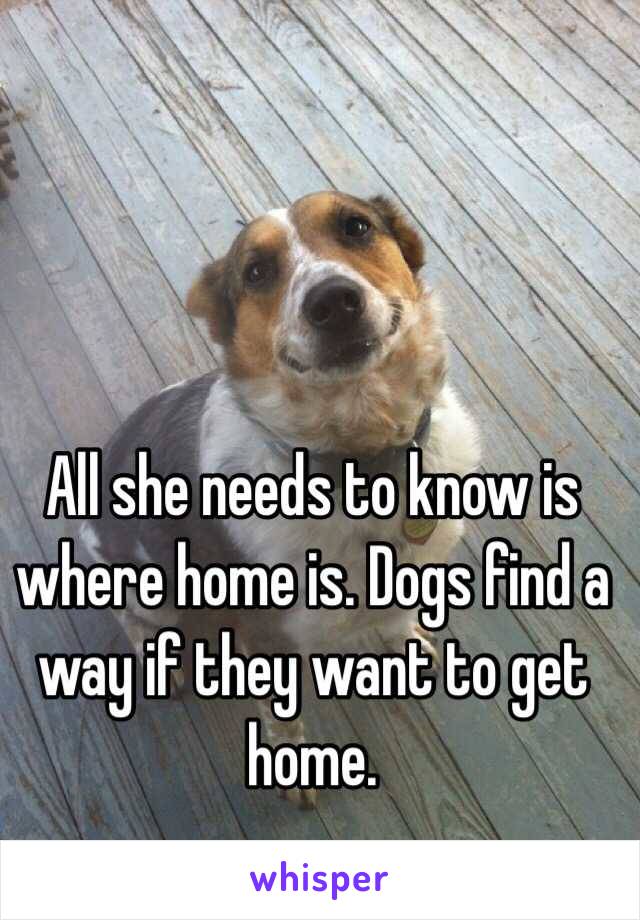 All she needs to know is where home is. Dogs find a way if they want to get home.