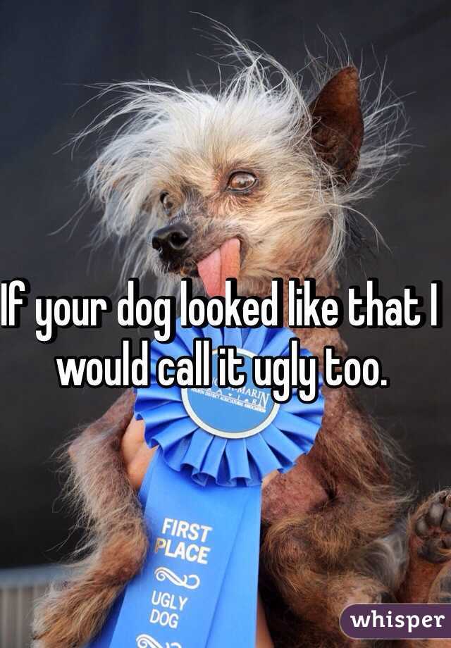 If your dog looked like that I would call it ugly too. 