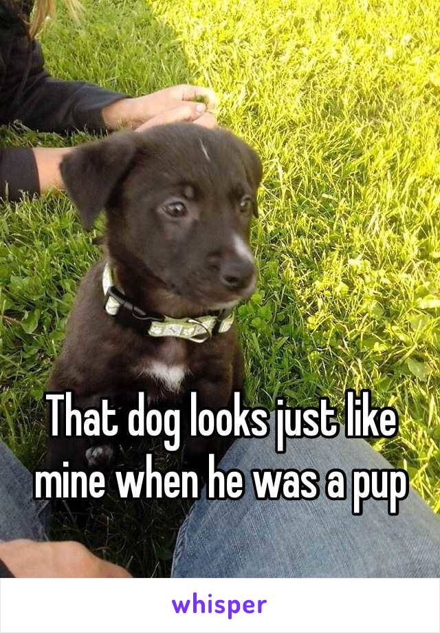 That dog looks just like mine when he was a pup