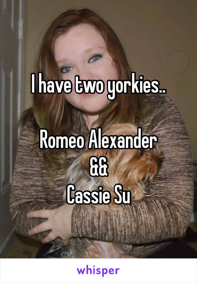 I have two yorkies..

Romeo Alexander
&& 
Cassie Su