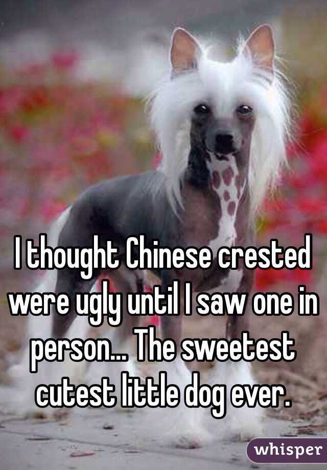 I thought Chinese crested were ugly until I saw one in person... The sweetest cutest little dog ever. 