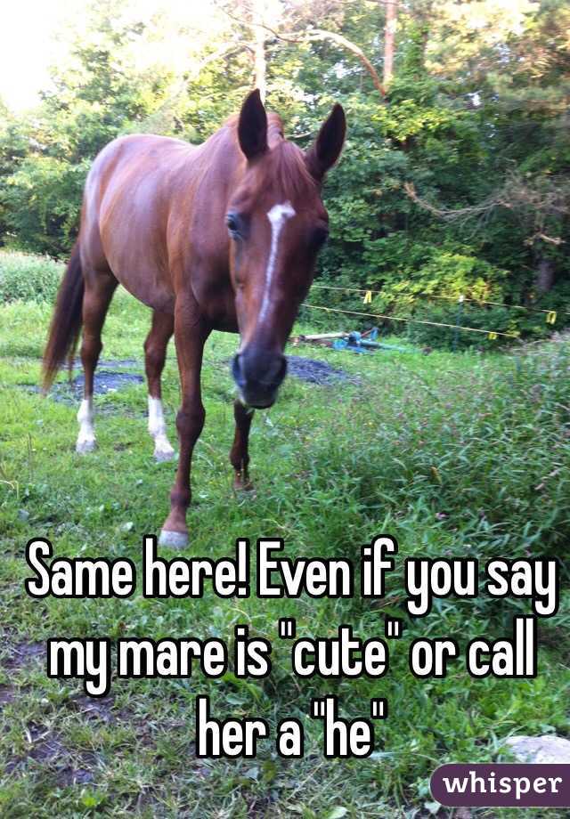 Same here! Even if you say my mare is "cute" or call her a "he" 