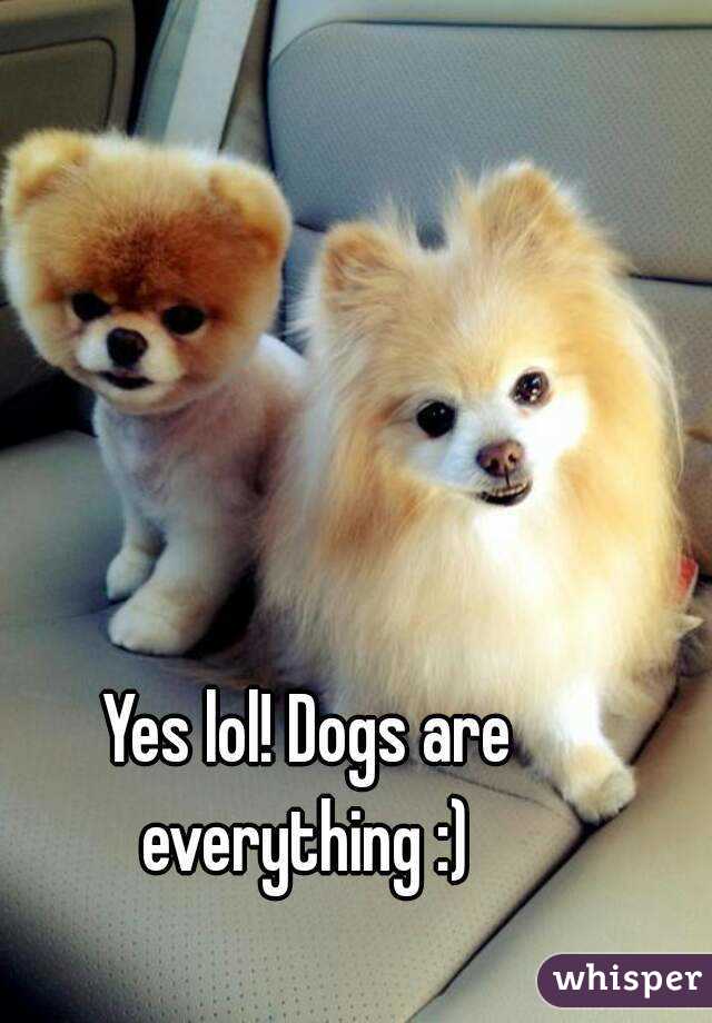 Yes lol! Dogs are everything :) 