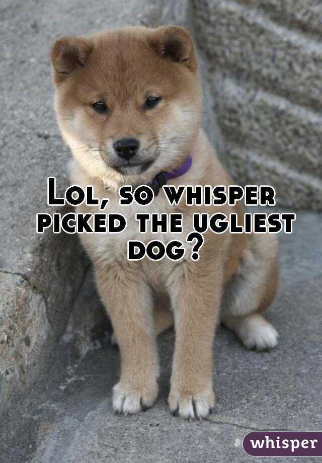 Lol, so whisper picked the ugliest dog?