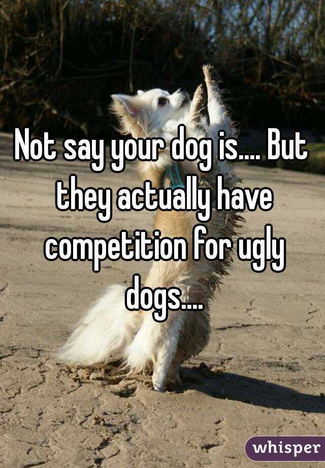 Not say your dog is.... But they actually have competition for ugly dogs....