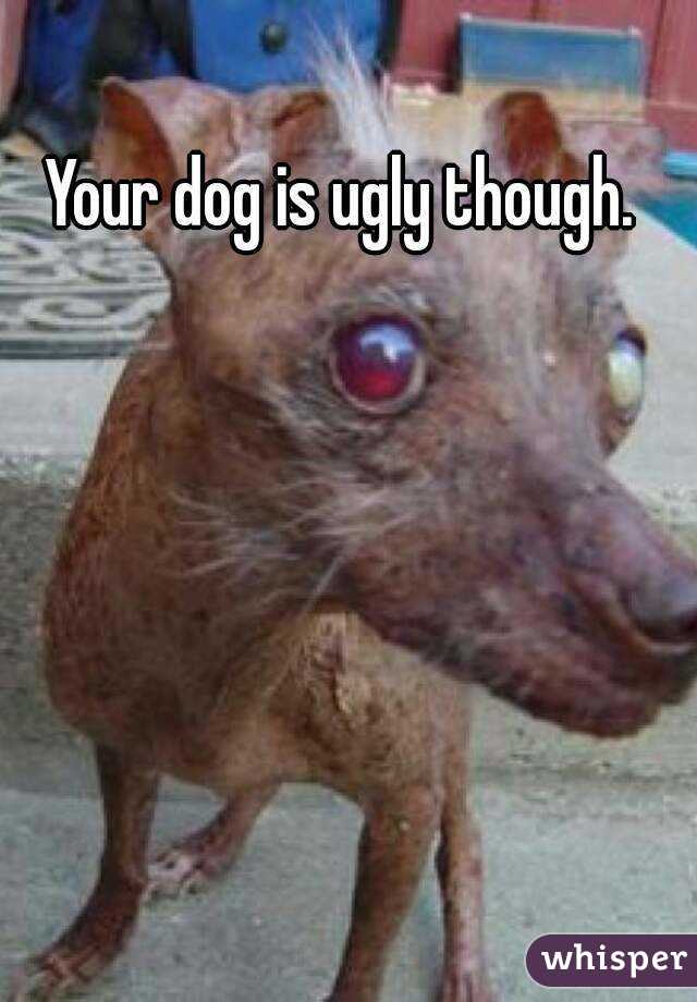 Your dog is ugly though.