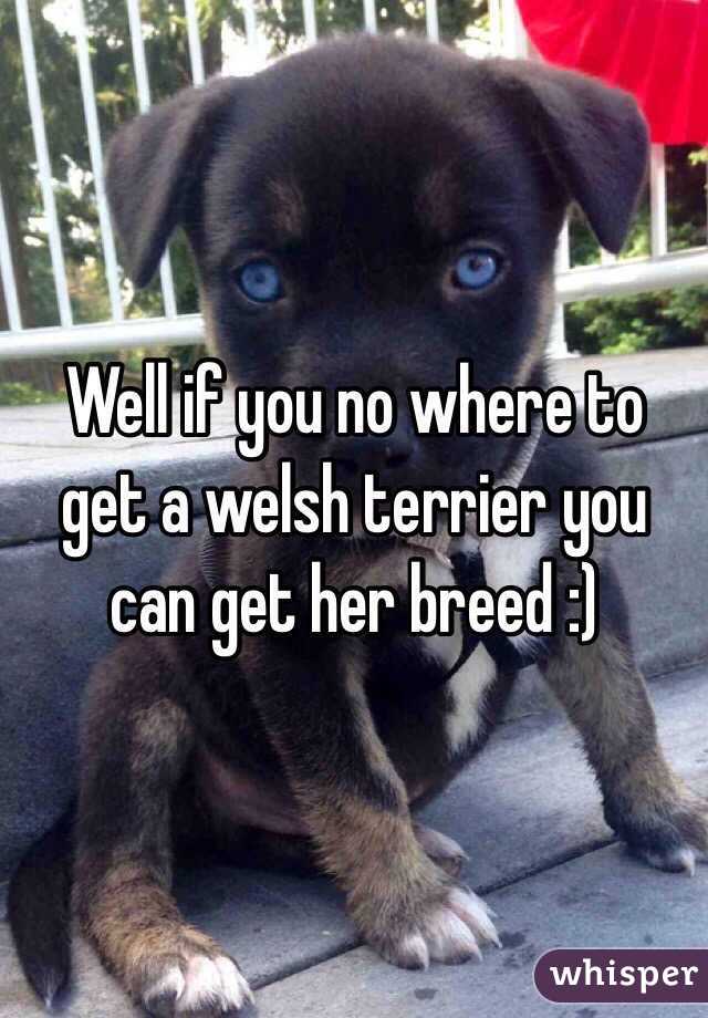 Well if you no where to get a welsh terrier you can get her breed :)