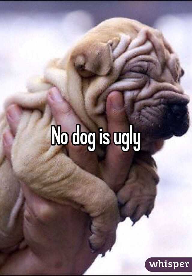 No dog is ugly