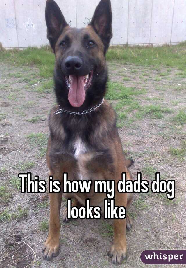 This is how my dads dog looks like