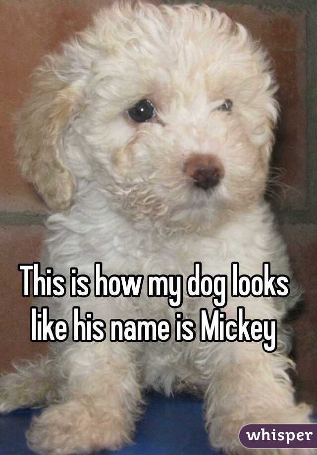 This is how my dog looks like his name is Mickey 