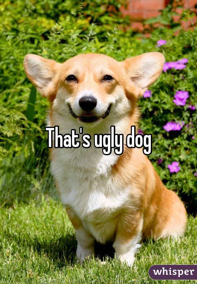 That's ugly dog 