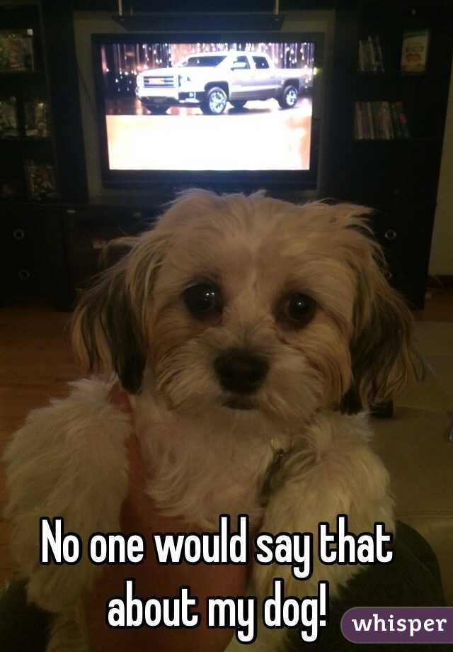 No one would say that about my dog!
