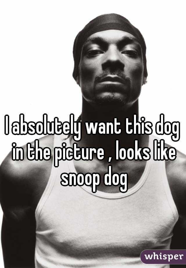 I absolutely want this dog in the picture , looks like snoop dog
