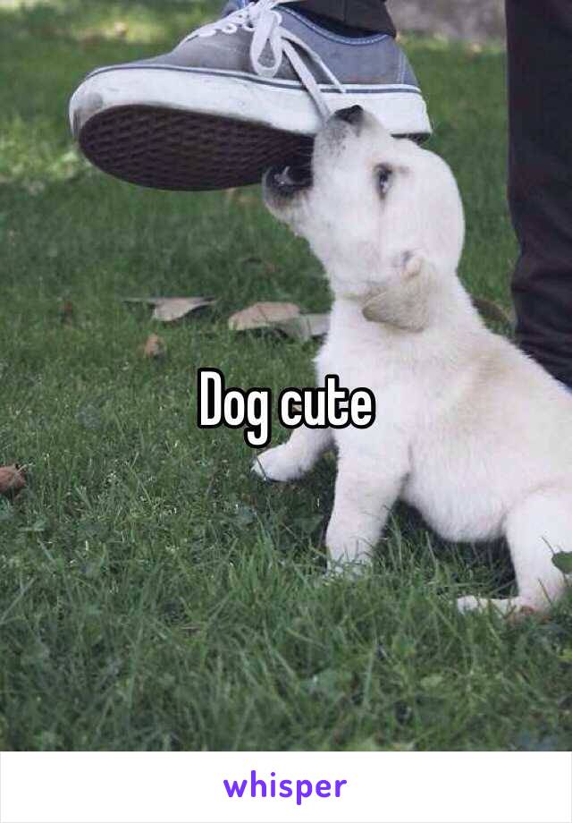 Dog cute