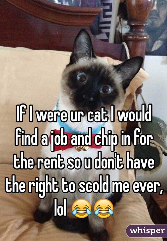 If I were ur cat I would find a job and chip in for the rent so u don't have the right to scold me ever, lol 😂😂