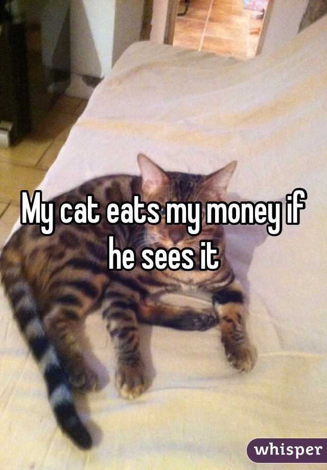 My cat eats my money if he sees it 