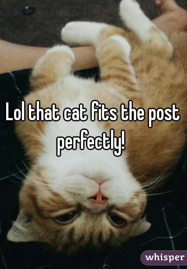 Lol that cat fits the post perfectly!  