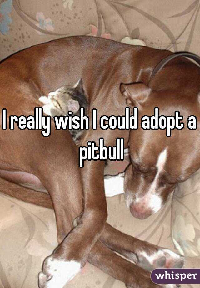 I really wish I could adopt a pitbull