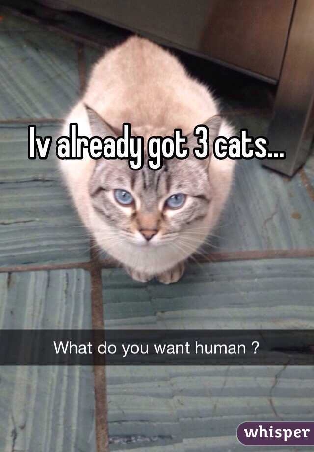 Iv already got 3 cats...