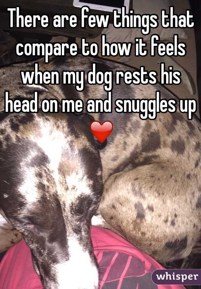 There are few things that compare to how it feels when my dog rests his head on me and snuggles up ❤️
