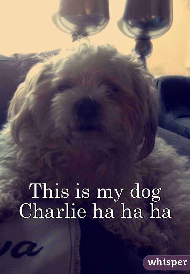 This is my dog Charlie ha ha ha