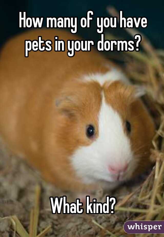 How many of you have pets in your dorms? 






What kind?