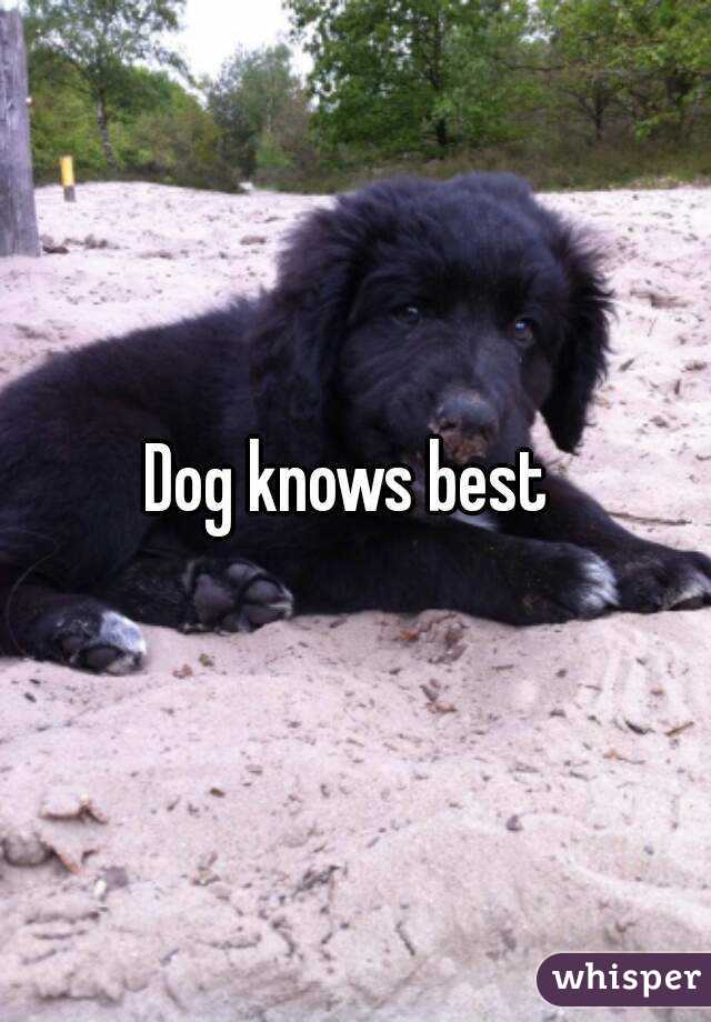Dog knows best 
